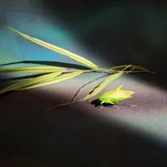 キリギリス、樹脂、飾り、置物