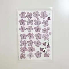 2026年最新】河津桜ドライフラワーの人気アイテム - メルカリ