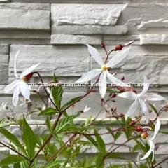 ともたん様リクエスト♪4点まとめ種子✿ギレニア&アガスターシェ&乙女風鈴&柳蘭＊