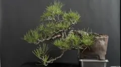 赤松 懸崖 松 古木 小品盆栽 盆栽 鉢 捻転 赤松 懸崖 松 古木 小品盆栽 盆栽 鉢 捻転 - メルカリ
