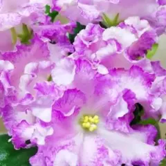 セントポーリア ND-シュガーシャーベット