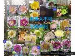 《2023年末発芽　5苗セット》♪即購入不可　無農薬栽培