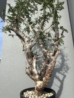 2025年最新】コミフォラモンストローサの人気アイテム - メルカリ