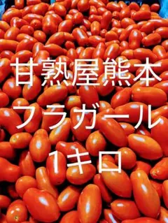 野菜苗】濃密ミニトマト「フラガール」苗2本☆7.5cmポット 農薬不使用