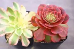 アエオニウム2品種セット「Green Lemon &Pink Lady」 - メルカリ