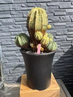 2025年最新】ユーフォルビアホリダ錦の人気アイテム - メルカリ