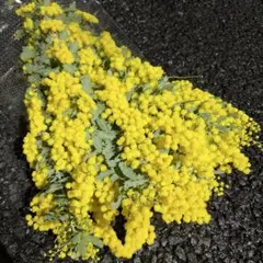 60cm 10本　ミモザ　銀葉アカシア　#1