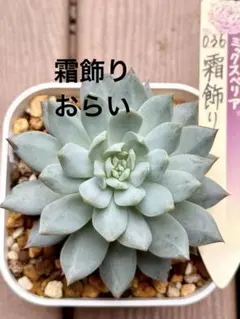 多肉植物 リラシナ×沙羅姫牡丹 抜き苗 - メルカリ