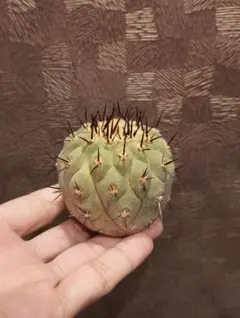 2026年最新】コピアポア 黒王丸現地球の人気アイテム - メルカリ