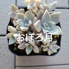 2026年最新】多肉植物 朧月の人気アイテム - メルカリ