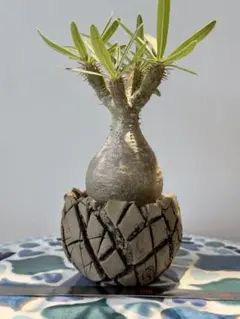 パキポディウムグラキリス2頭 VALIEM 鉢植え 塊根植物 コーデックス