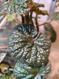 専用❣️Begonia sp. from North Toraja ベゴニア　原種 Begonia sp. from North Toraja [S0919-02] 伊藤蟻植物農