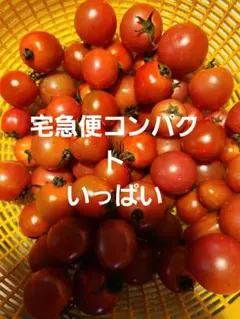 ミニトマト約60個以上　限定販売のサムネイル