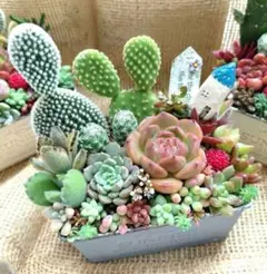 多肉植物（韓国多肉・サボテン入り）そのまま飾れる　ちまちま寄せ植え　熊童子入り