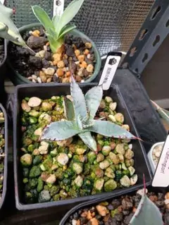 2026年最新】アガベ 屈原の舞扇の人気アイテム - メルカリ