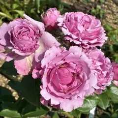 2026年最新】木立バラの人気アイテム - メルカリ