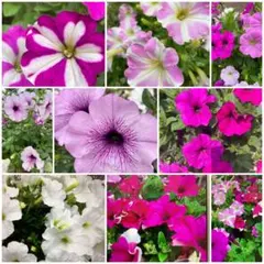ペチュニアミックス種300粒以上 花の種