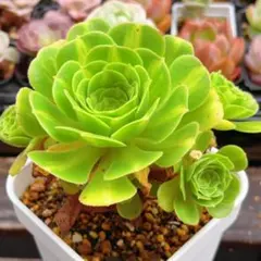 ②多肉植物／アエオニウム ／翡翠瑠璃／抜き苗／群生／第四種郵便