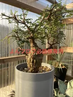 あ*ん様 コミフォラ セルヴィフォリア Commiphora Cervifoli Commiphora Cervifolia」 和名:コミフォラ・セルヴィフォリア From