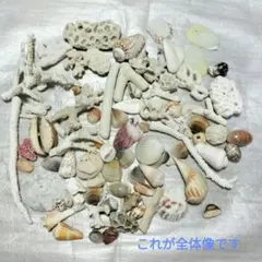 貝殻&珊瑚コセット