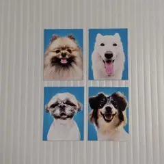 赤の他人の笑う犬の証明写真　シベリアンハスキー　ポメラニアン　シーズー