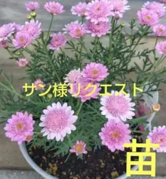 サン様 リクエスト 2点 まとめ商品