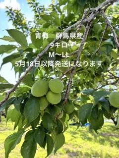 神流華衣様専用 ご予約品 南高梅 青梅 8キロ 鹿児島産 - メルカリ