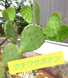 fuuhaa0228 様、確認用！ 大丸盆、ウチワサボテン、5枚、 2025年最新】ウチワサボテン大丸盆の人気アイテム - メルカリ