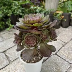 アエオニウム 3苗 札落ち 抜き苗 - メルカリ