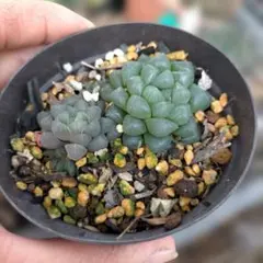 ハオルチア　オブツーサのサムネイル