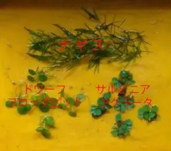 ナヤス 5本＆浮草2種(各5株)・・・補償付きのサムネイル