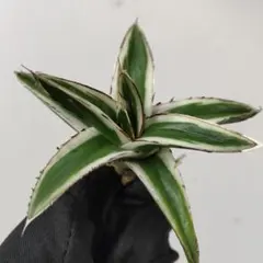 2026年最新】アガベ 氷山の人気アイテム - メルカリ