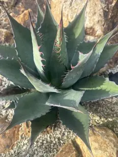 2025年最新】パラサナ シャウィーの人気アイテム - メルカリ