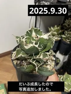 2025年最新】＃スーパーチタノタの人気アイテム - メルカリ