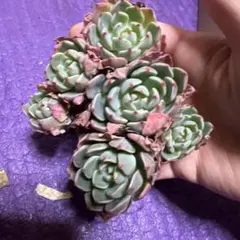 yumitan14様 リクエスト 3点 まとめ商品