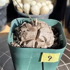 ちょぼる様 リクエスト 2点 まとめ商品