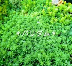 ＊小さな多肉＊セダム＊パリダム＊