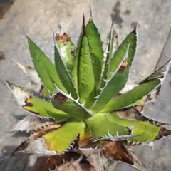 Agave horrida ssp. horrida アガベ ホリダのサムネイル