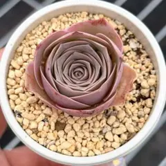 多肉植物　グリーノビア　パルマのサムネイル