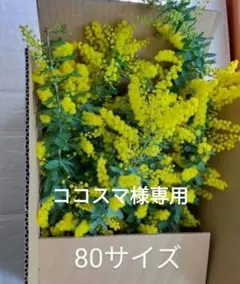 ココスマ様専用　ミモザ80サイズ