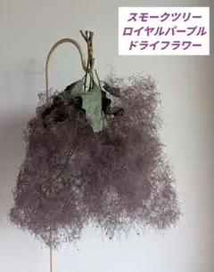 スモークツリー 　ロイヤルパープル 　ハンキング　ドライフラワー ①のサムネイル