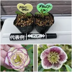 2026年最新】クリスマスローズ 苗 開花株の人気アイテム - メルカリ