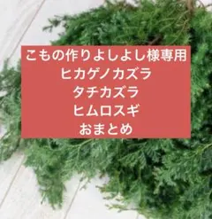 ヒムロスギ7～13cm120本以上＆ヒカゲノカズラ＆タチカズラネコポスサイズ‼️