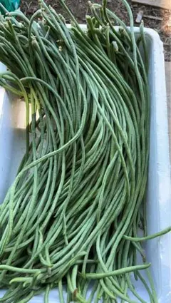 長野県産　信州　三尺ささげインゲン10kg 豆角 長野県産 信州 三尺ささげインゲン10kg 豆角 - メルカリ