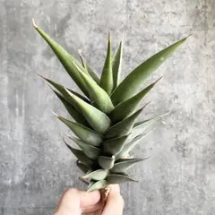 2025年最新】サンスベリア ピングイキュラの人気アイテム - メルカリ