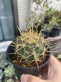 サボテン 金冠竜 観葉植物 多肉植物 金鯱 王冠竜 ドライガーデンのサムネイル