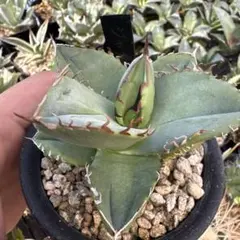 2026年最新】アガベ ジャガーノートの人気アイテム - メルカリ