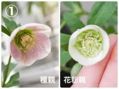 2025年最新】クリスマスローズの人気アイテム - メルカリ