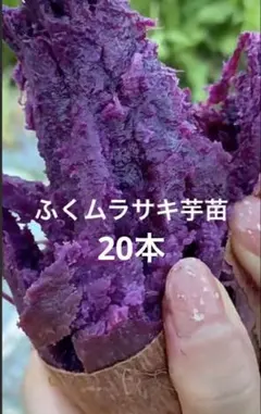 2026年最新】ふくむらさき苗の人気アイテム - メルカリ