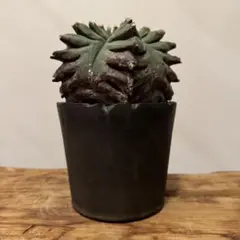 鶴仙園 購入 ランポー 玉 アストロフィツム dairoku 炭化鉢付き 楽天市場】アストロフィツム・亀甲鸞鳳玉錦 7.5cm鉢 カクタス